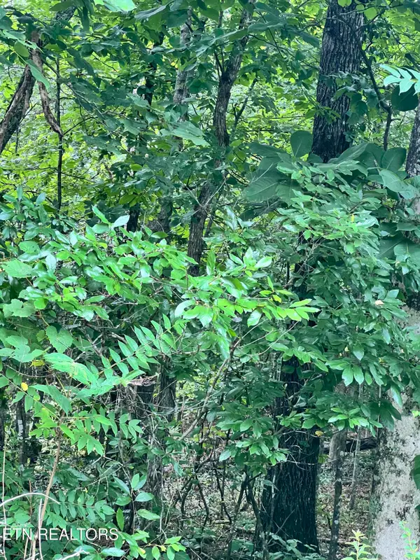 Lot 10 Wiley Prigmore Lane, Decatur, TN 37322