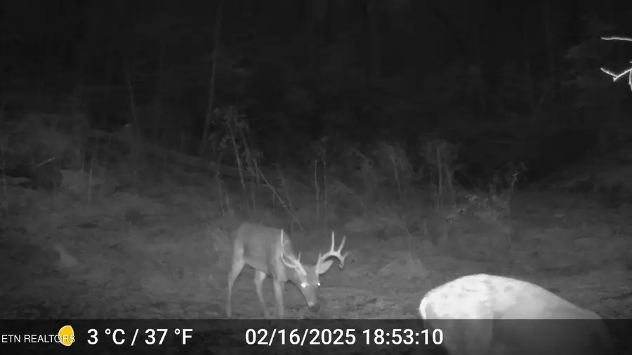 37+/- Hambright Dr Rd, Reliance, TN 37369 - #3