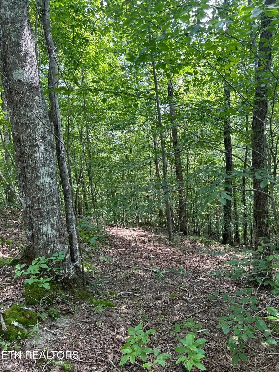 6116 Paint Rock Rd, Oneida, TN 37841 - #3