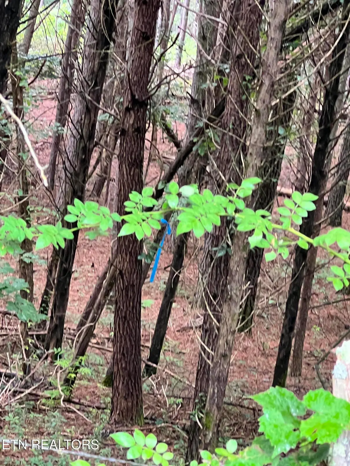 Lot 5 Willie Promore Rd, Decatur, TN 37322 - #1