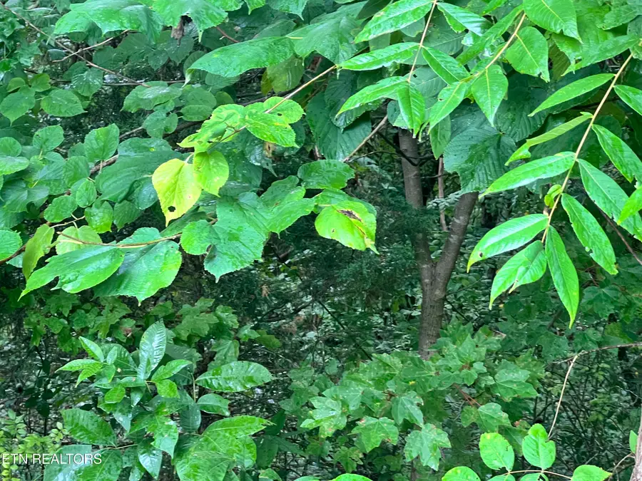 Lot 5 Willie Promore Rd, Decatur, TN 37322 - #3