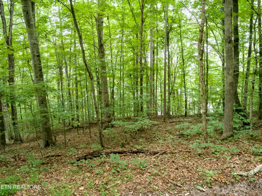 Lot 17 Tumbling Run Rd, Maynardville, TN 37807 - #3