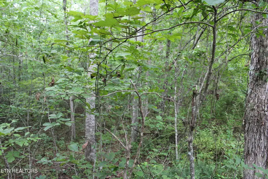 299 Fair Oaks Lane, Jamestown, TN 38556 - #3