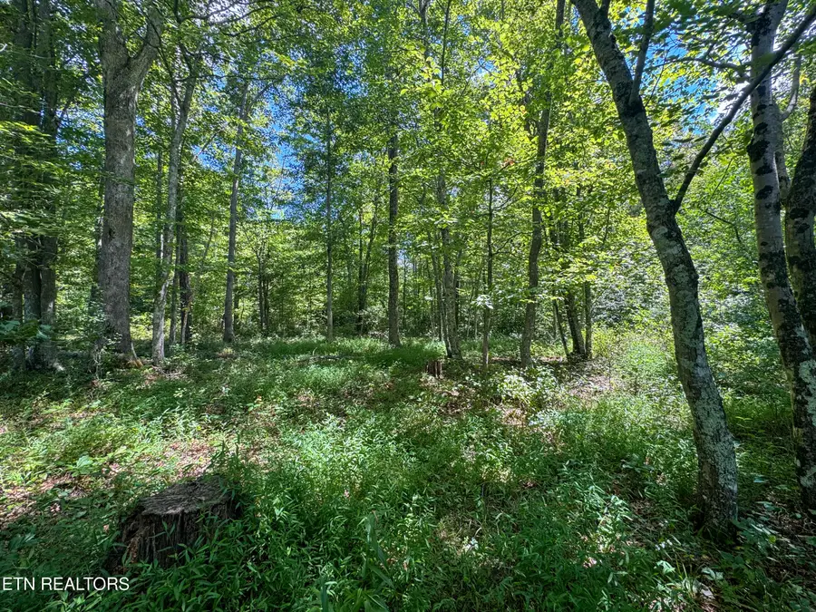 Burch Lane, Winfield, TN 37892 - #3