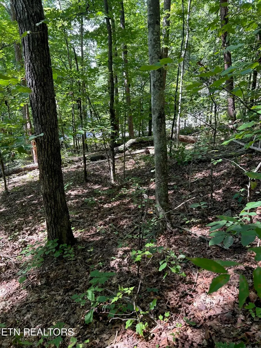 Laurel Mountain Circle, Madisonville, TN 37354 - #2