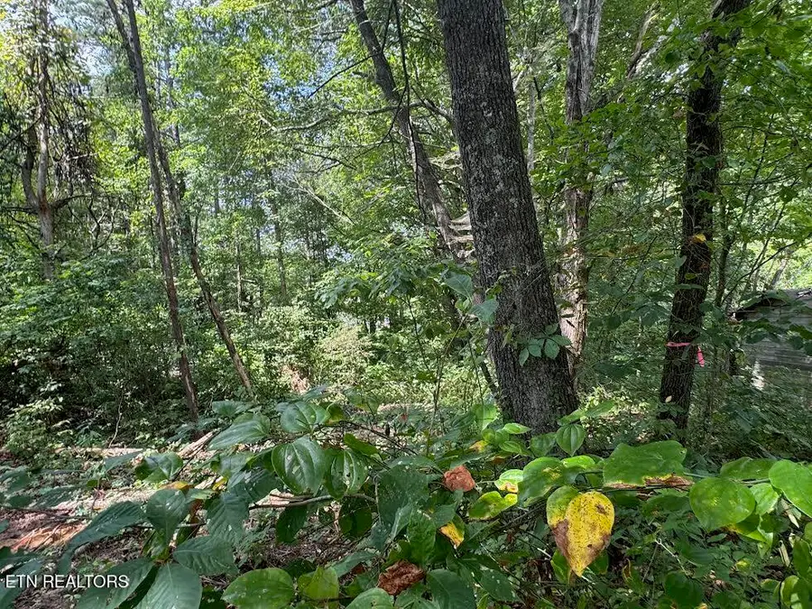 Old Wolf River Rd, Jamestown, TN 38556 - #3