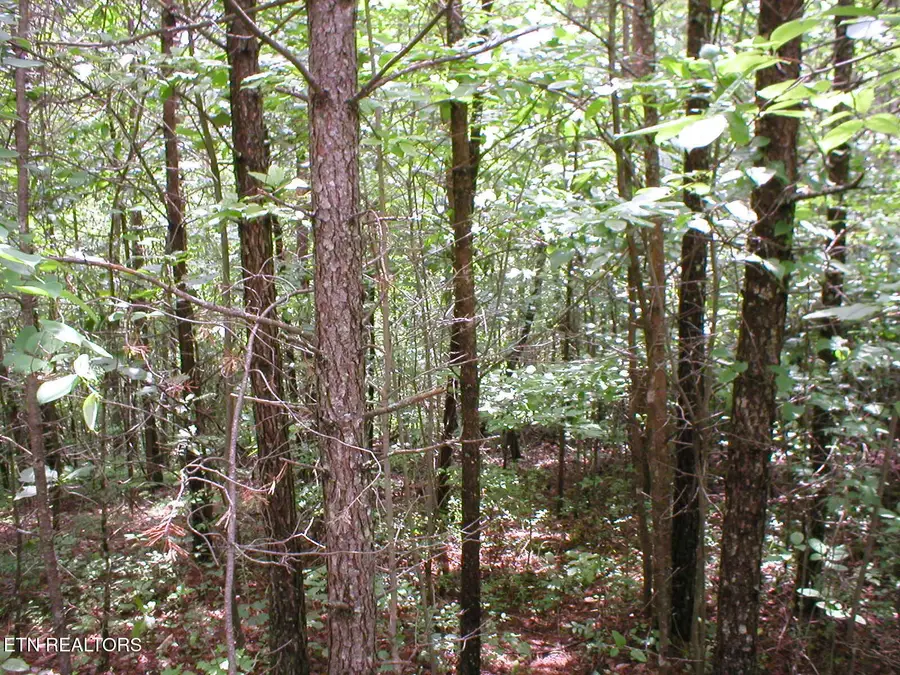 50 E Cove Rd, Monterey, TN 38574 - #2