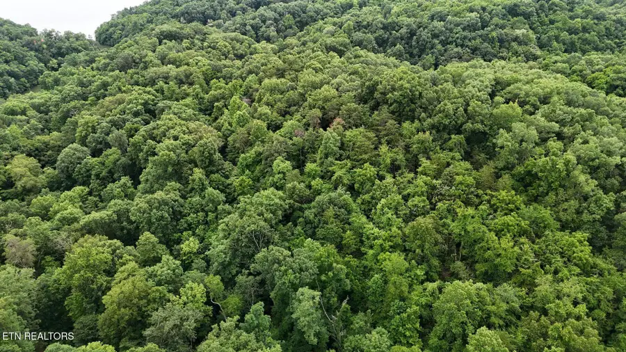 Fortunato Drive, Baneberry, TN 37890 - #2