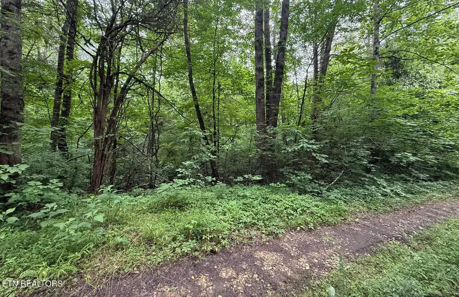 Fortunato Drive, Baneberry, TN 37890 - #3