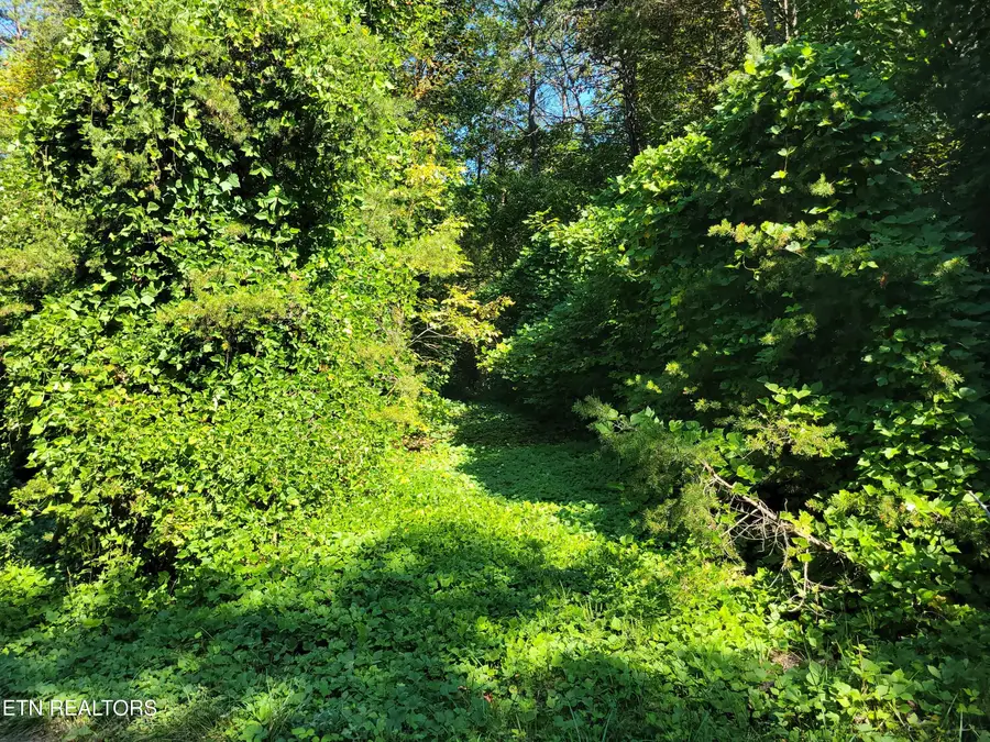 Lot 39 Sugar Maple Way, Del Rio, TN 37727 - #3