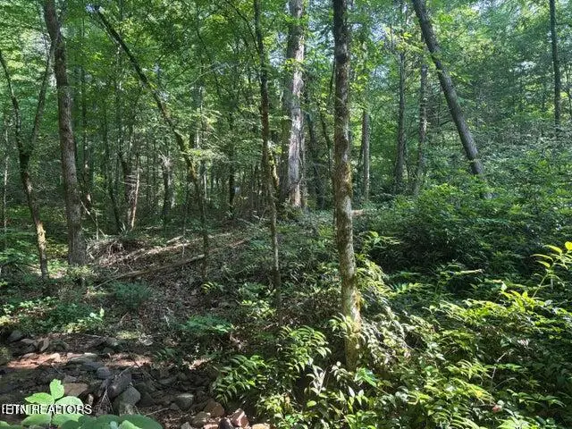 Smoky Cove Rd, Sevierville, TN 37876 - #2