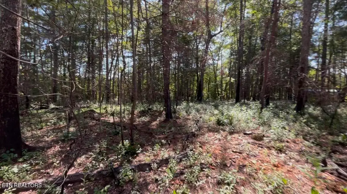 241 Star Lake Way, Deer Lodge, TN 37726 - #1