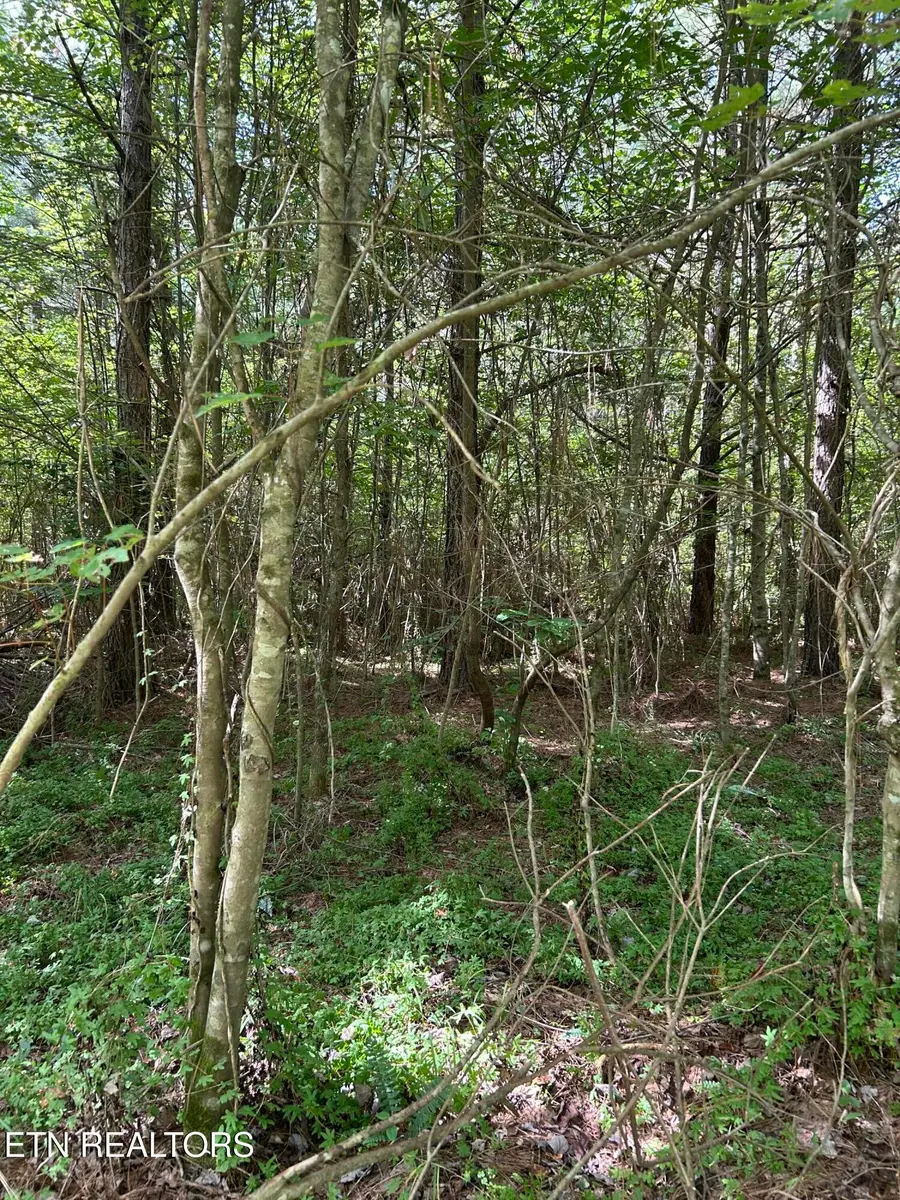 241 Star Lake Way, Deer Lodge, TN 37726 - #3