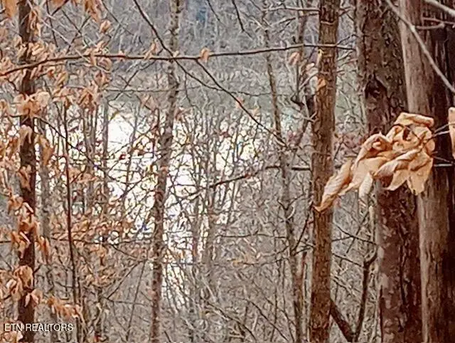 Whistle Valley Rd, New Tazewell, TN 37825 - #2