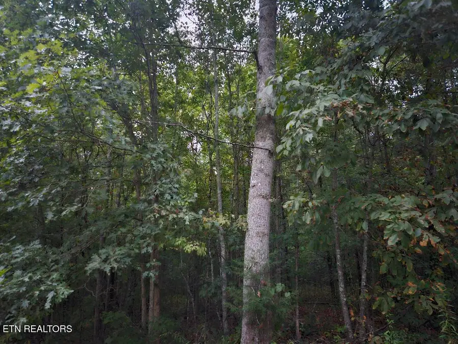 00 Sandy Rd N/o Rd, Wilder, TN 38589 - #2
