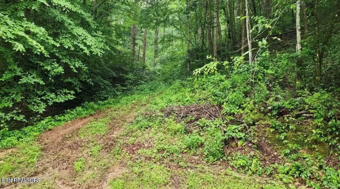 4473 Chavis Rd, Cosby, TN 37722 - #1