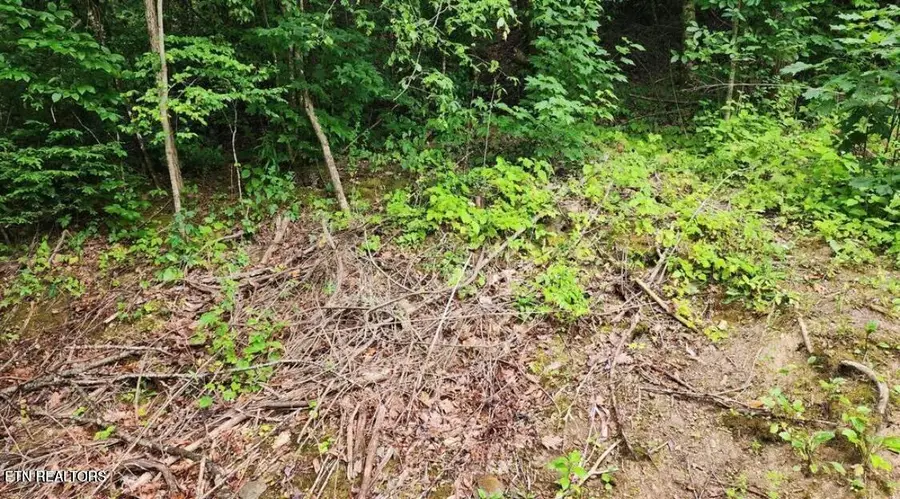 4473 Chavis Rd, Cosby, TN 37722 - #2