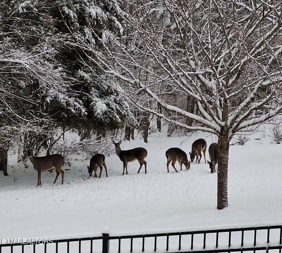 640 Windward Point, Lenoir City, TN 37772 - #3