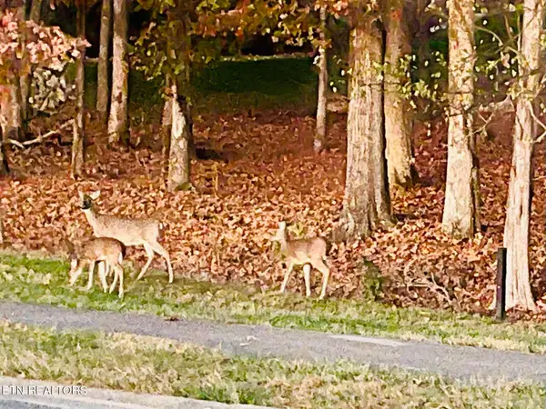 158 Hammock Court, Loudon, TN 37774