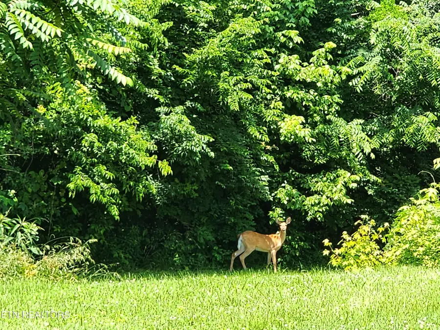 261 Harding Rd, Harriman, TN 37748 - #3