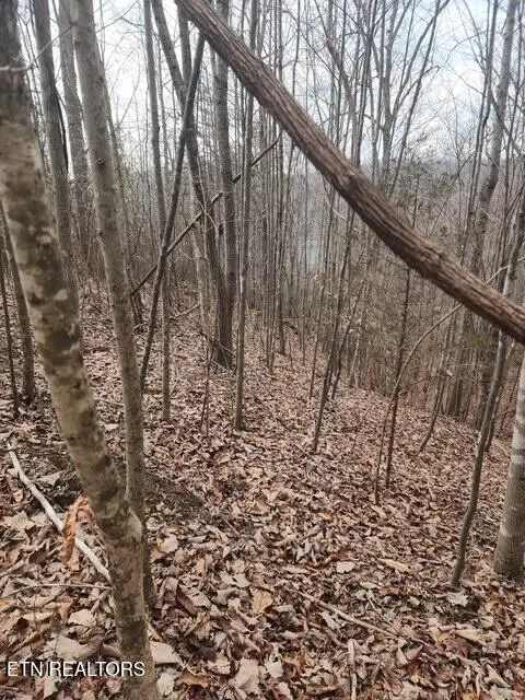 Whitetail Lane, Lafollette, TN 37766 - #2