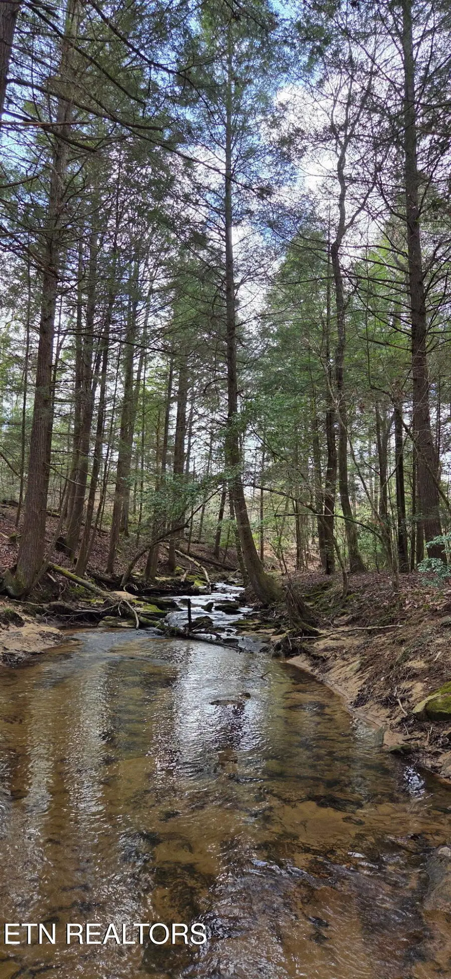 Ernie Hurst Rd, Deer Lodge, TN 37726 - #3