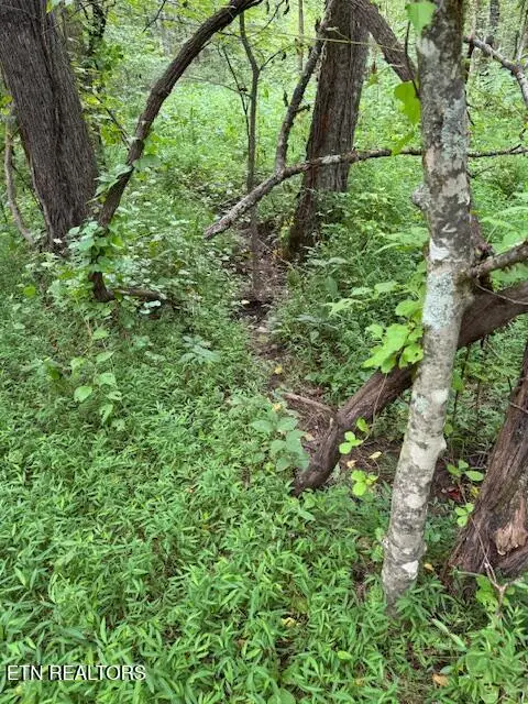 Lot 1 Timber Lake Drive, Cosby, TN 37722 - #3