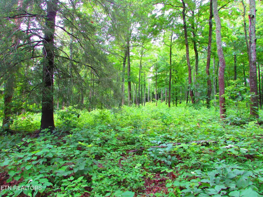 Pinnacle Pointe Way, Sharps Chapel, TN 37866 - #2