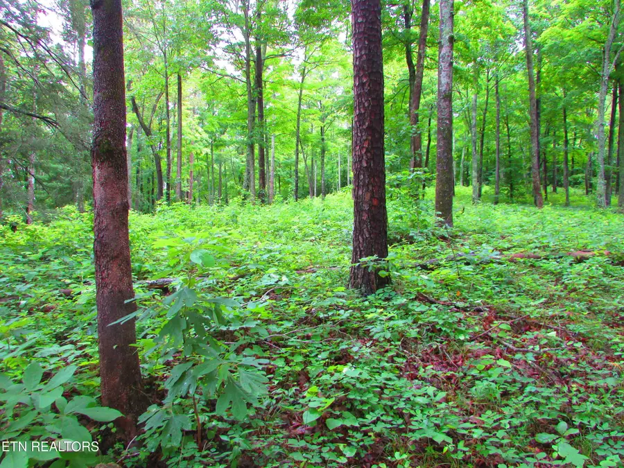 Pinnacle Pointe Way, Sharps Chapel, TN 37866 - #3