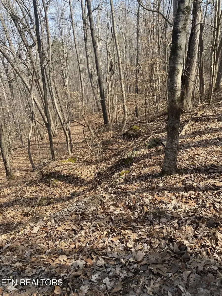 Meandering Circle, Maynardville, TN 37807 - #3