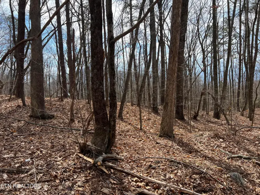 Swann Saddle, Sevierville, TN 37876 - #2