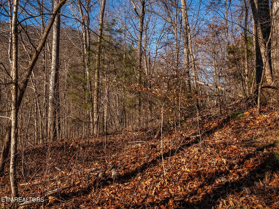 0 Mary Way, Cosby, TN 37722 - #3