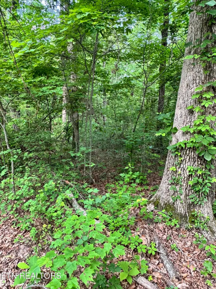 Prettiest Sunset Way #Lot 5, Seymour, TN 37865 - #3