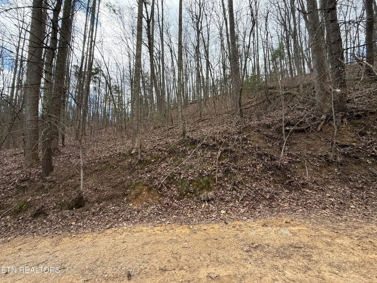 4.01 Reece Hollow Rd, Del Rio, TN 37727 - #1