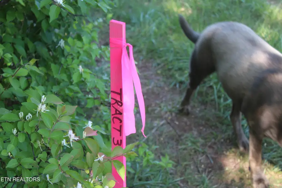 3730 Wayne Bryant Rd, Louisville, TN 37777 - #2