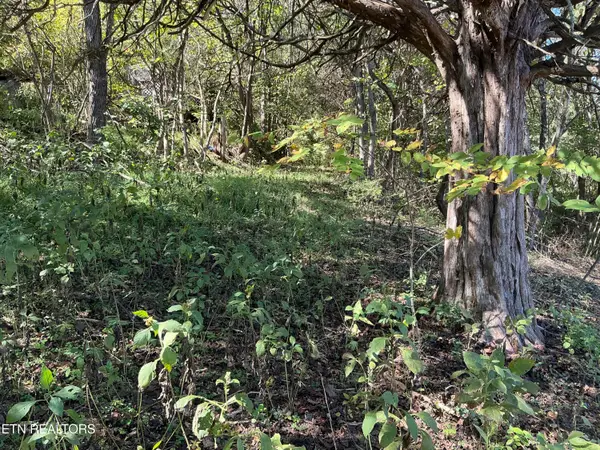 - - - - - Moore Ln, Powell, TN 37849