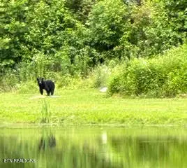 0 Barnes Hollow Rd, Cosby, TN 37722 - #3