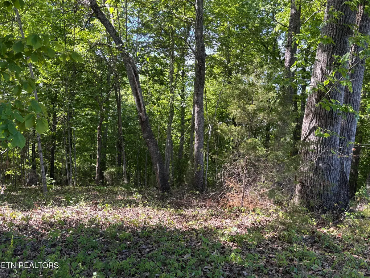 Flagstone Loop, New Tazewell, TN 37825 - #1