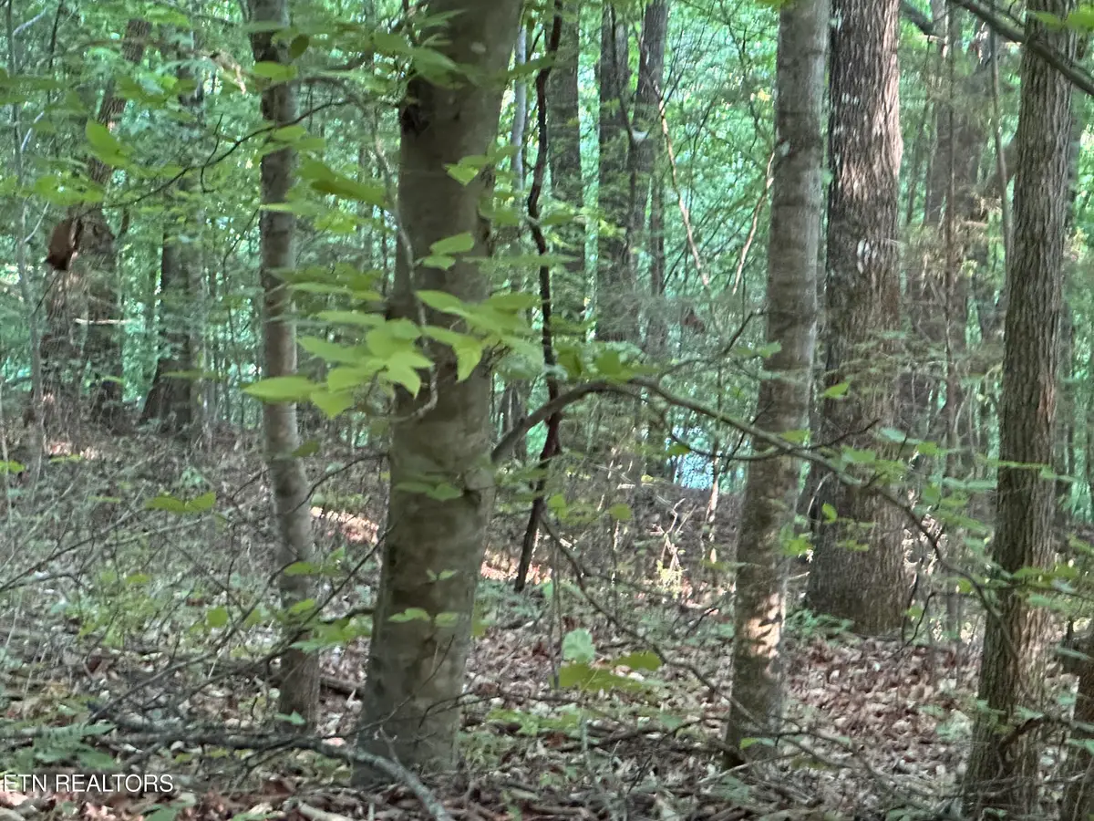 Cassies Xing, Speedwell, TN 37870 - #1