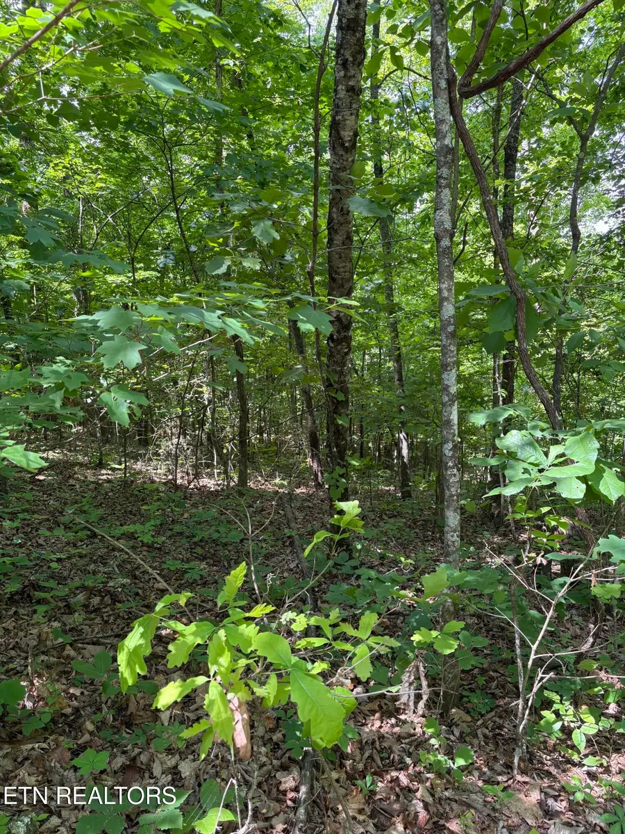 Tallent Lane, Vonore, TN 37885 - #3