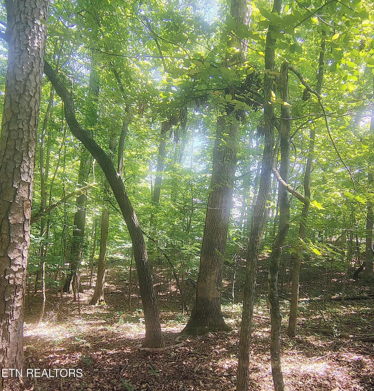 138 Stooksbury Lane, Andersonville, TN 37705 - #1