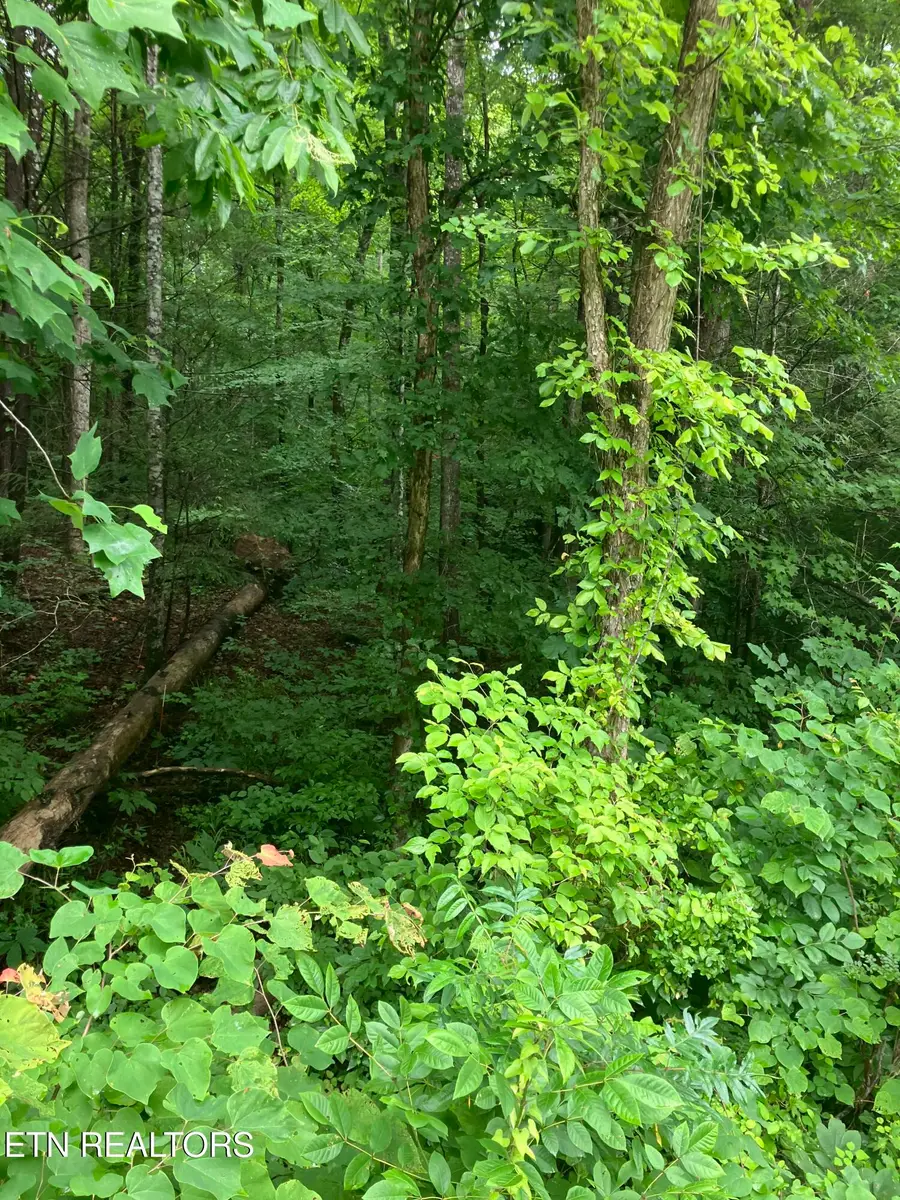 Tract 4 3 Point Rd, Vonore, TN 37885 - #3