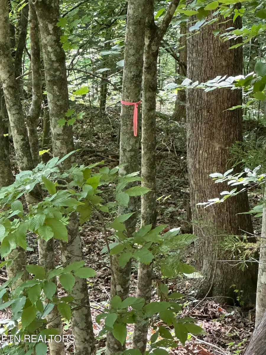 Hiwassee View - Lot 56 Drive, Jacksboro, TN 37757 - #3