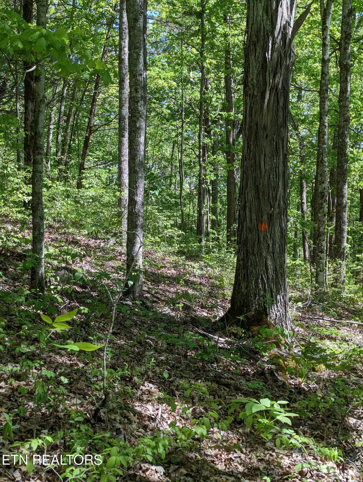 Cherokee Path, Jamestown, TN 38556 - #1
