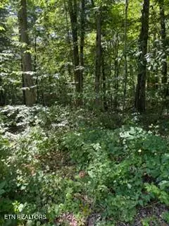 850 Lick Hollow Drive, Grandview, TN 37337 - #3