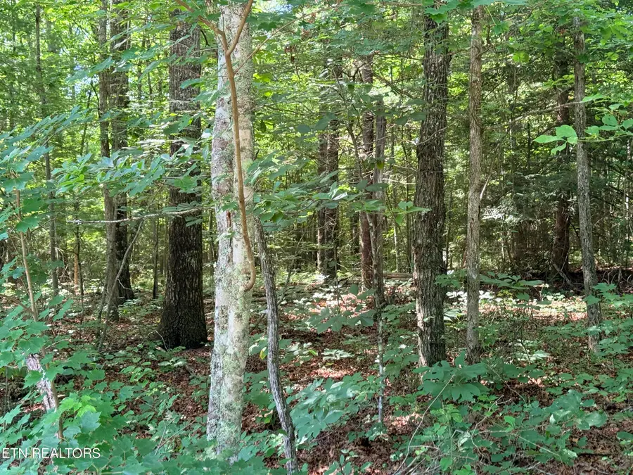 390 Georgee Rd, Jamestown, TN 38556 - #2