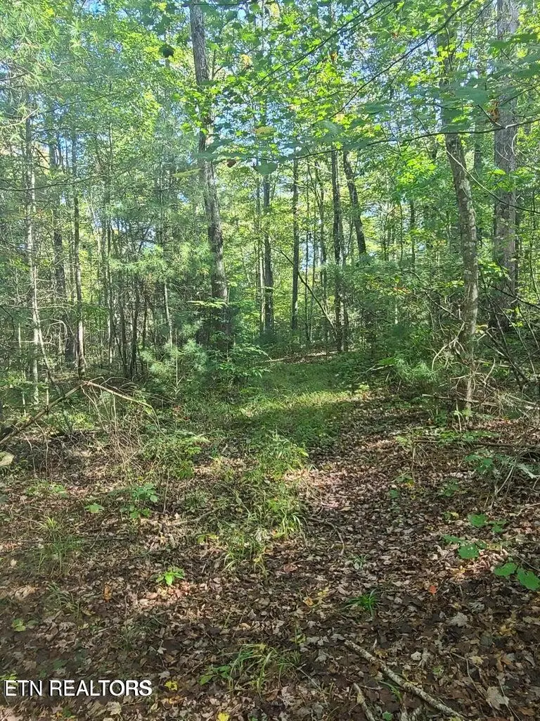 Hannah Davidson Rd, Sunbright, TN 37872 - #1