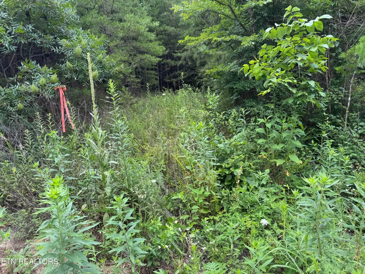 49 Bayside Blvd, Bean Station, TN 37708 - #1