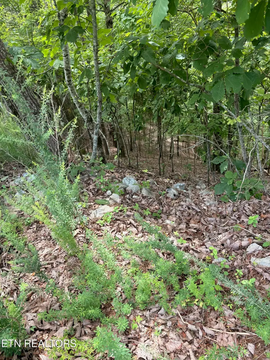 Flint Ridge Road, Lot 417, Rockwood, TN 37854 - #2