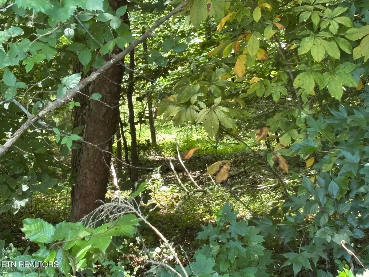 Shoreside Rd #lot 322, New Tazewell, TN 37825 - #1